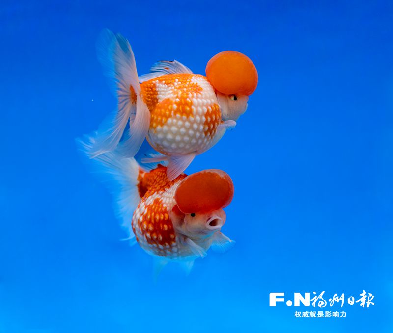 2022年福州金魚攝影大賽優(yōu)秀作品選登