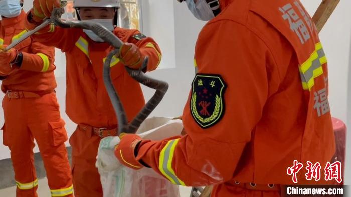 福州永泰2米長眼鏡王蛇現(xiàn)村民家中 消防捕獲放生