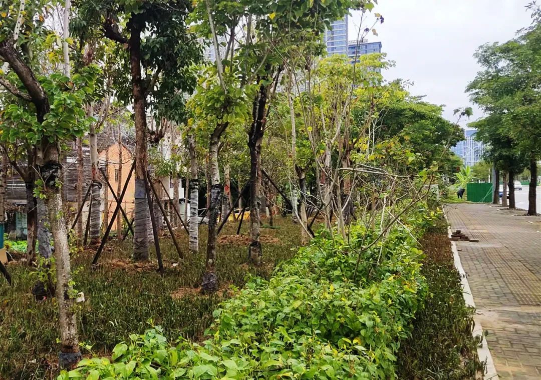 補坑還綠，福州高新區“顏值”提升在行動！