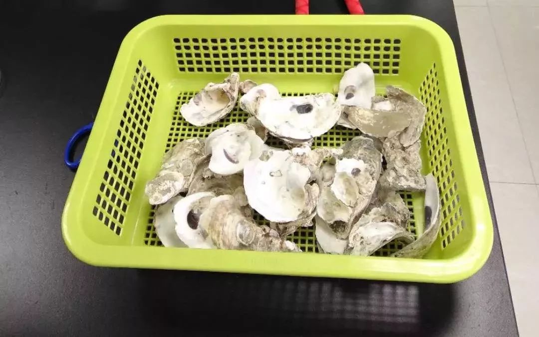 張其清：用生物科技，把牡蠣殼變得比黃金還貴