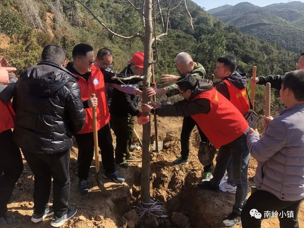 栽下一片綠，收獲滿眼春！為福清這群人點贊！