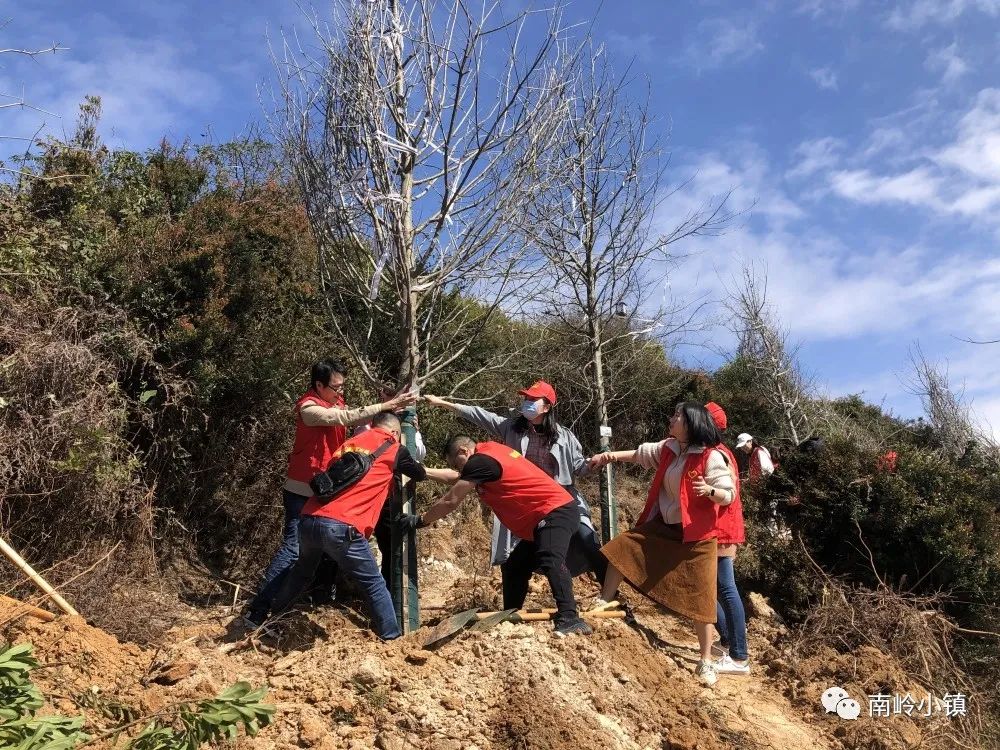 栽下一片綠，收獲滿眼春！為福清這群人點贊！