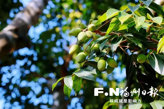 閩侯白沙鎮(zhèn)改良橄欖品種，開拓全國市場