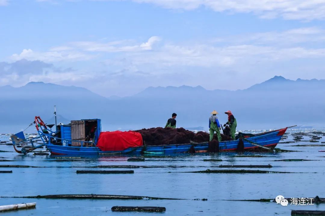 供不應求!連江千畝龍須菜豐收上市 供不應求!連江千畝龍須菜豐收上市