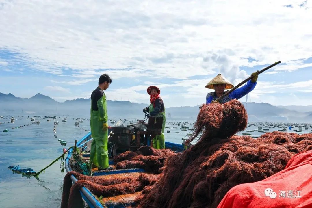 供不應求!連江千畝龍須菜豐收上市 供不應求!連江千畝龍須菜豐收上市