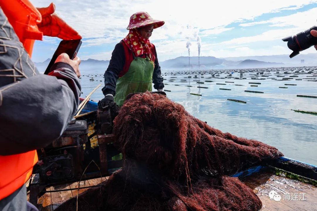 供不應求!連江千畝龍須菜豐收上市 供不應求!連江千畝龍須菜豐收上市