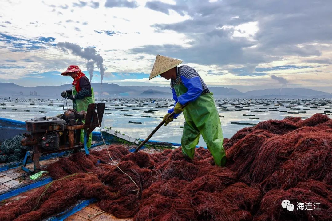 供不應求!連江千畝龍須菜豐收上市 供不應求!連江千畝龍須菜豐收上市