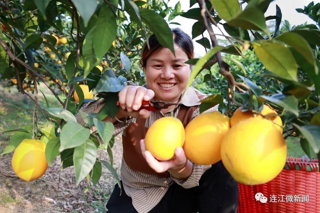 搶“鮮”上市！連江上百畝果園開摘！