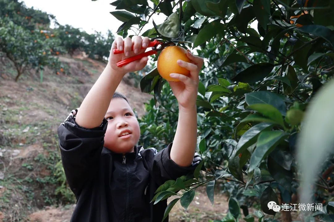 搶“鮮”上市！連江上百畝果園開摘！