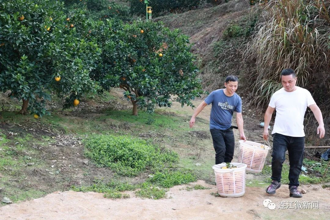 搶“鮮”上市！連江上百畝果園開摘！