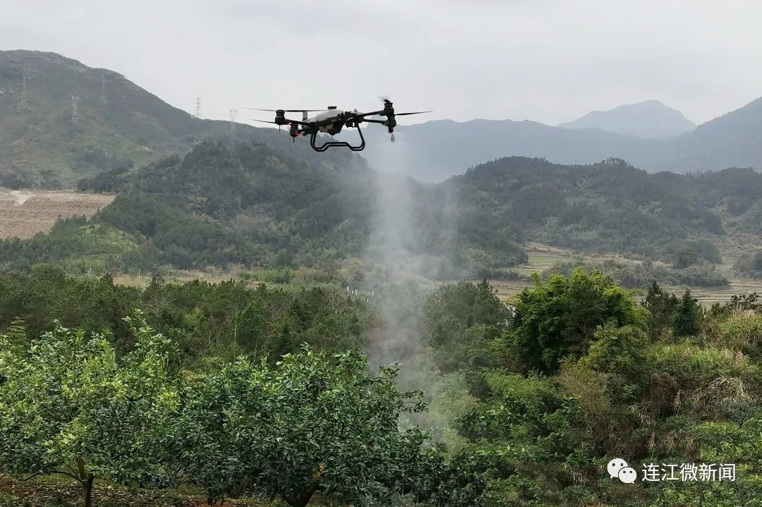 搶“鮮”上市！連江上百畝果園開摘！