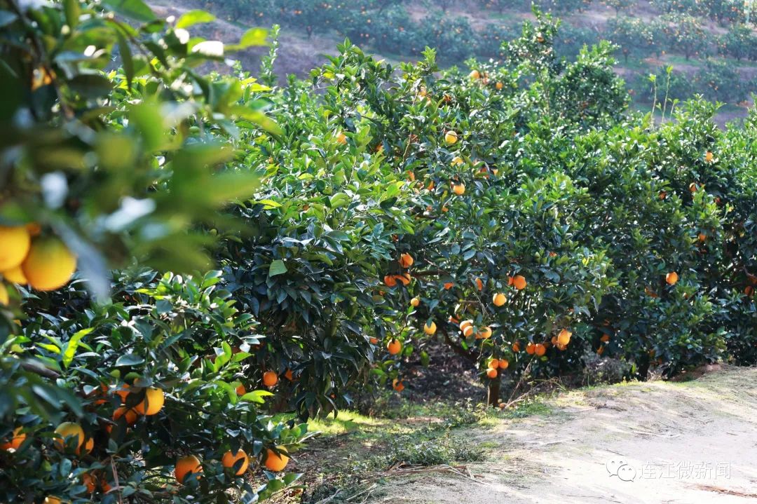 搶“鮮”上市！連江上百畝果園開摘！