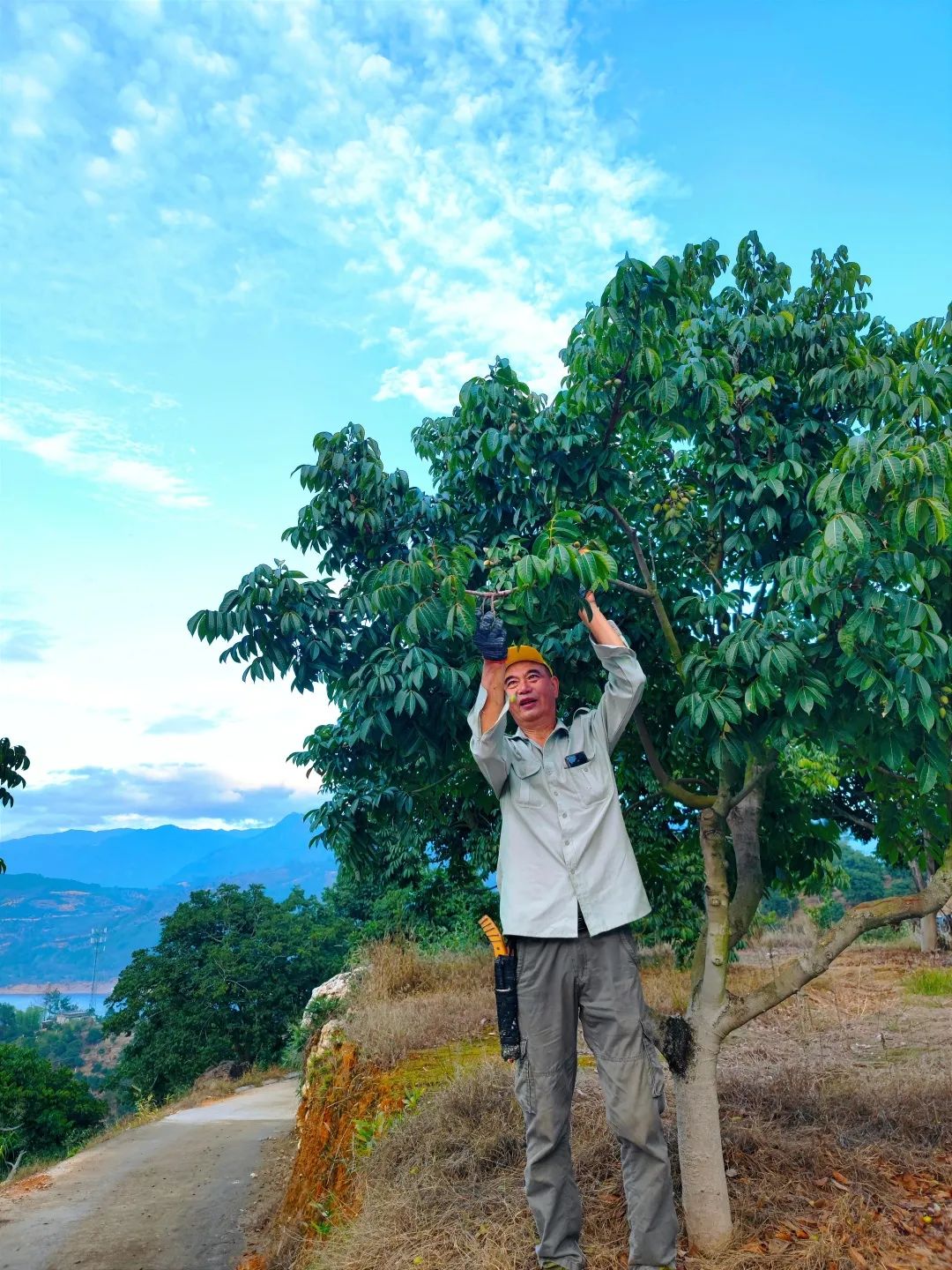 閩清：以“橄欖綠”擦亮鄉村振興底色