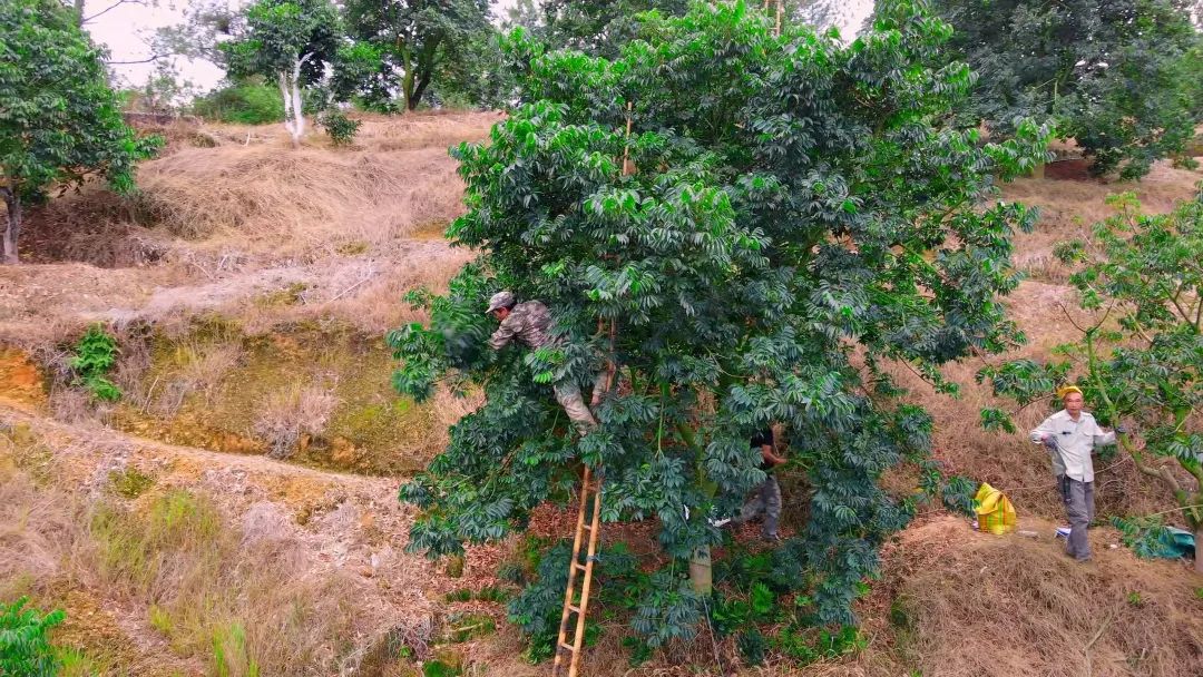 閩清：以“橄欖綠”擦亮鄉村振興底色