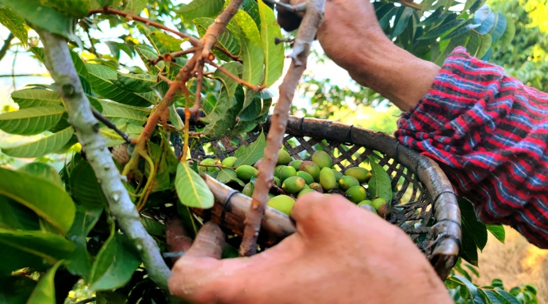 閩清：以“橄欖綠”擦亮鄉村振興底色
