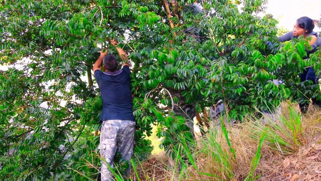 閩清：以“橄欖綠”擦亮鄉村振興底色