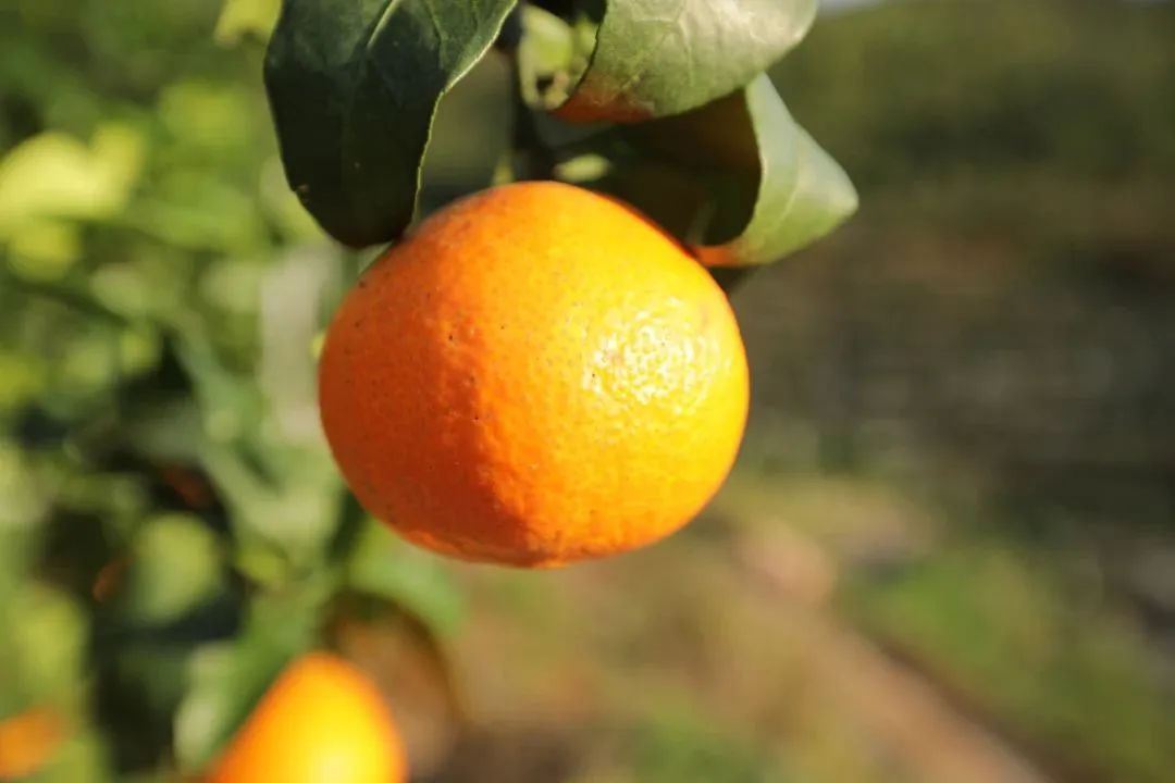 初冬上新!果凍口感,閩清橘中“愛馬仕”迎來采摘季 初冬上新!果凍口感,閩清橘中“愛馬仕”迎來采摘季