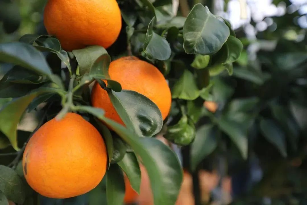 初冬上新!果凍口感,閩清橘中“愛馬仕”迎來采摘季 初冬上新!果凍口感,閩清橘中“愛馬仕”迎來采摘季
