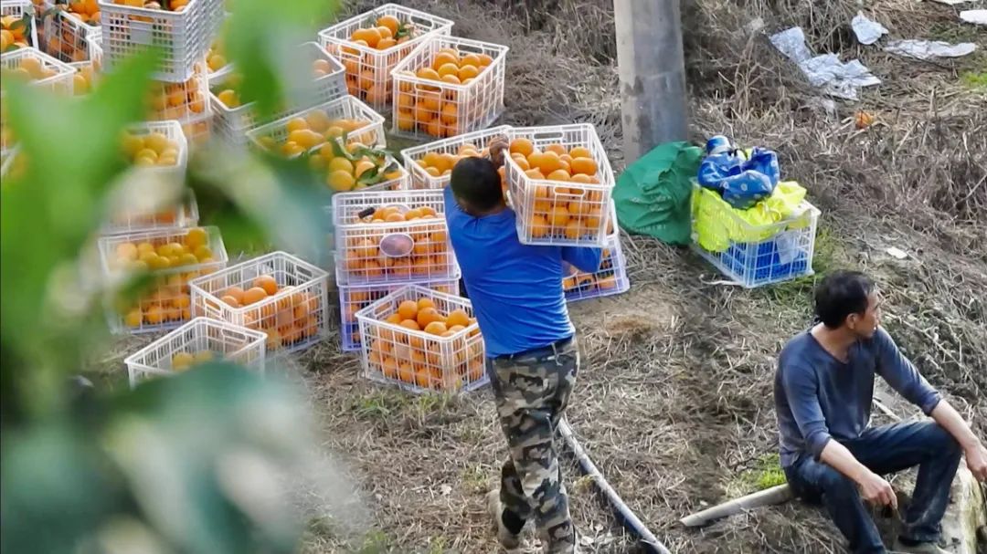 初冬上新!果凍口感,閩清橘中“愛馬仕”迎來采摘季 初冬上新!果凍口感,閩清橘中“愛馬仕”迎來采摘季
