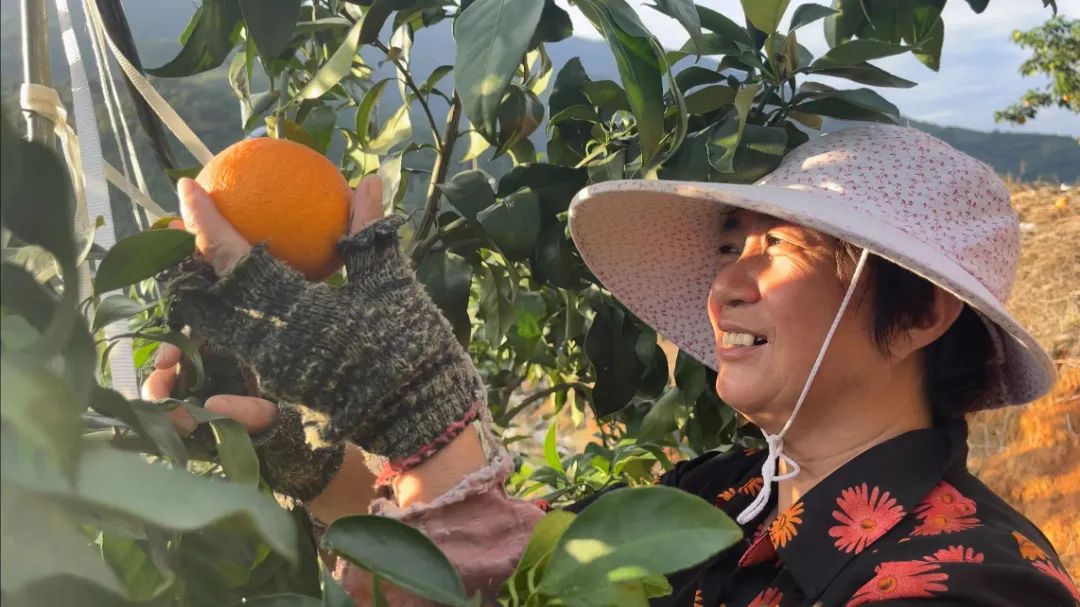 初冬上新!果凍口感,閩清橘中“愛馬仕”迎來采摘季 初冬上新!果凍口感,閩清橘中“愛馬仕”迎來采摘季