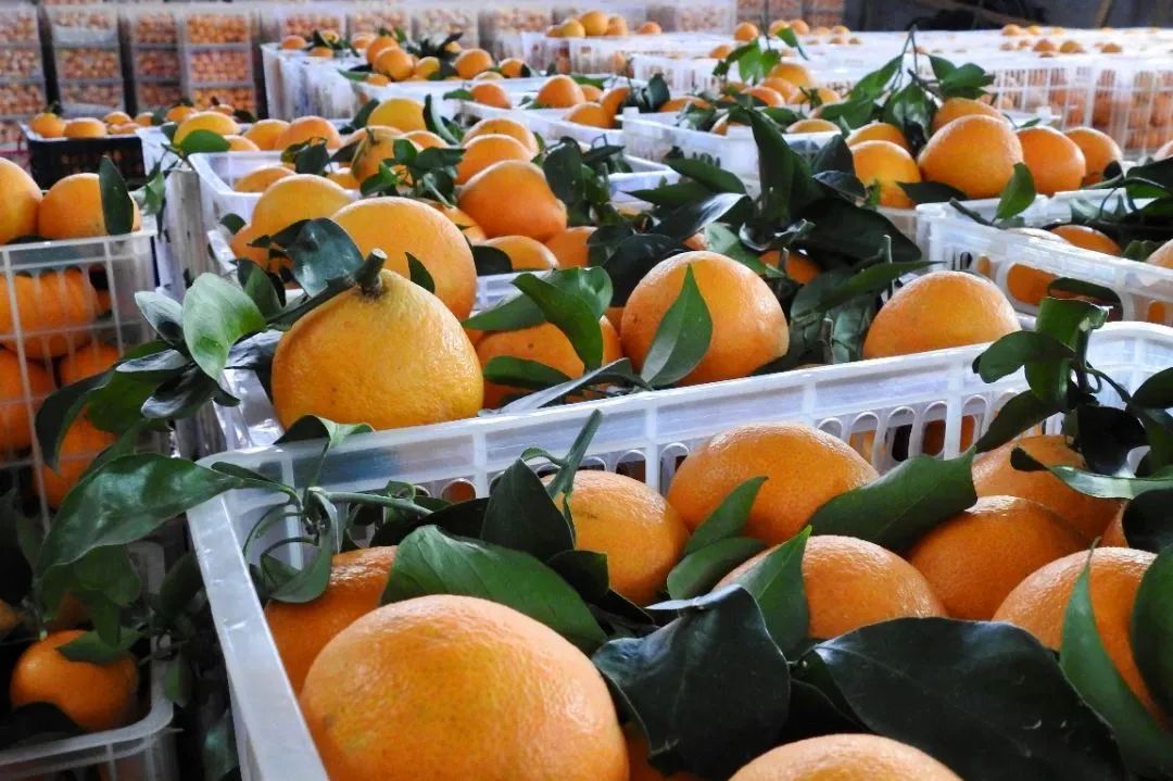 初冬上新!果凍口感,閩清橘中“愛馬仕”迎來采摘季 初冬上新!果凍口感,閩清橘中“愛馬仕”迎來采摘季