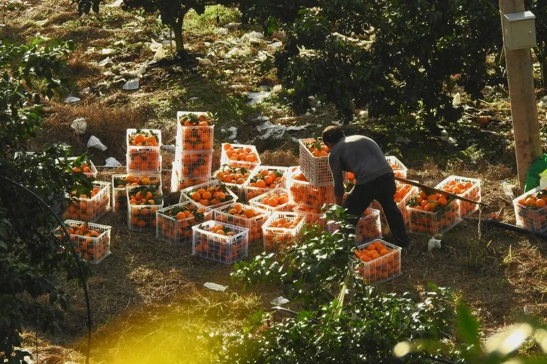 初冬上新!果凍口感,閩清橘中“愛馬仕”迎來采摘季 初冬上新!果凍口感,閩清橘中“愛馬仕”迎來采摘季