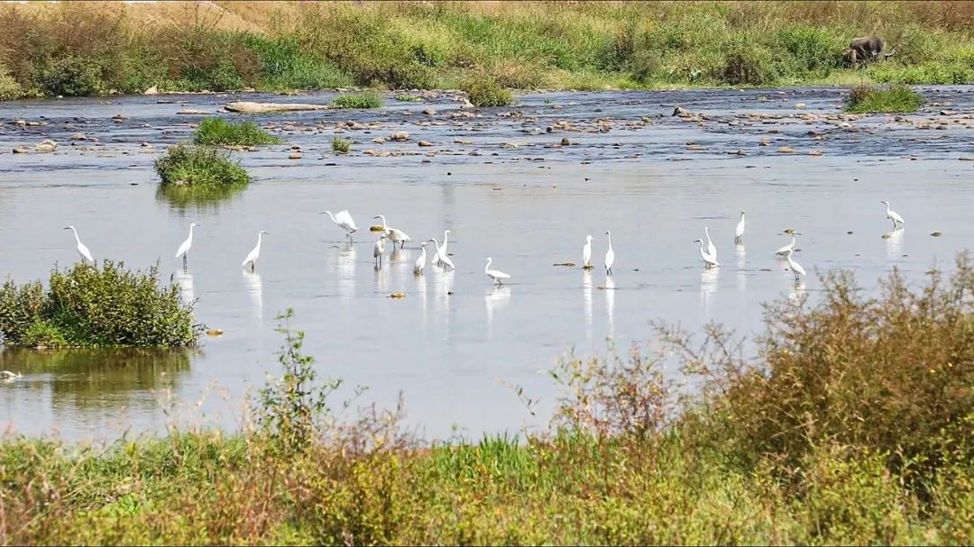 閩清塔莊：黨員引領(lǐng)強整治 河流生態(tài)大改善