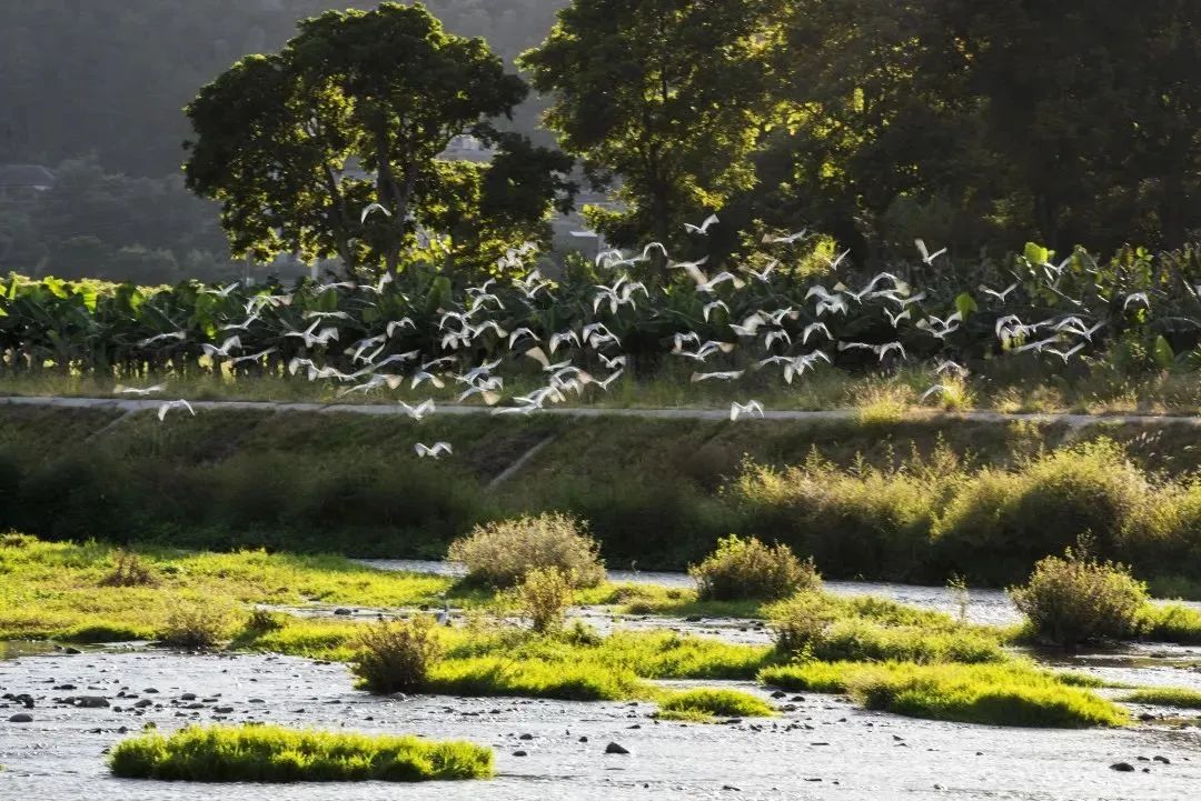 閩清塔莊：黨員引領(lǐng)強整治 河流生態(tài)大改善