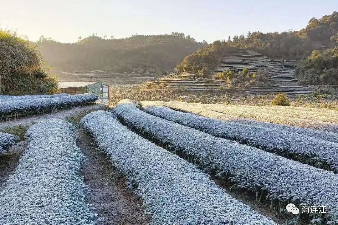 冷！連江霜凍景觀來襲！