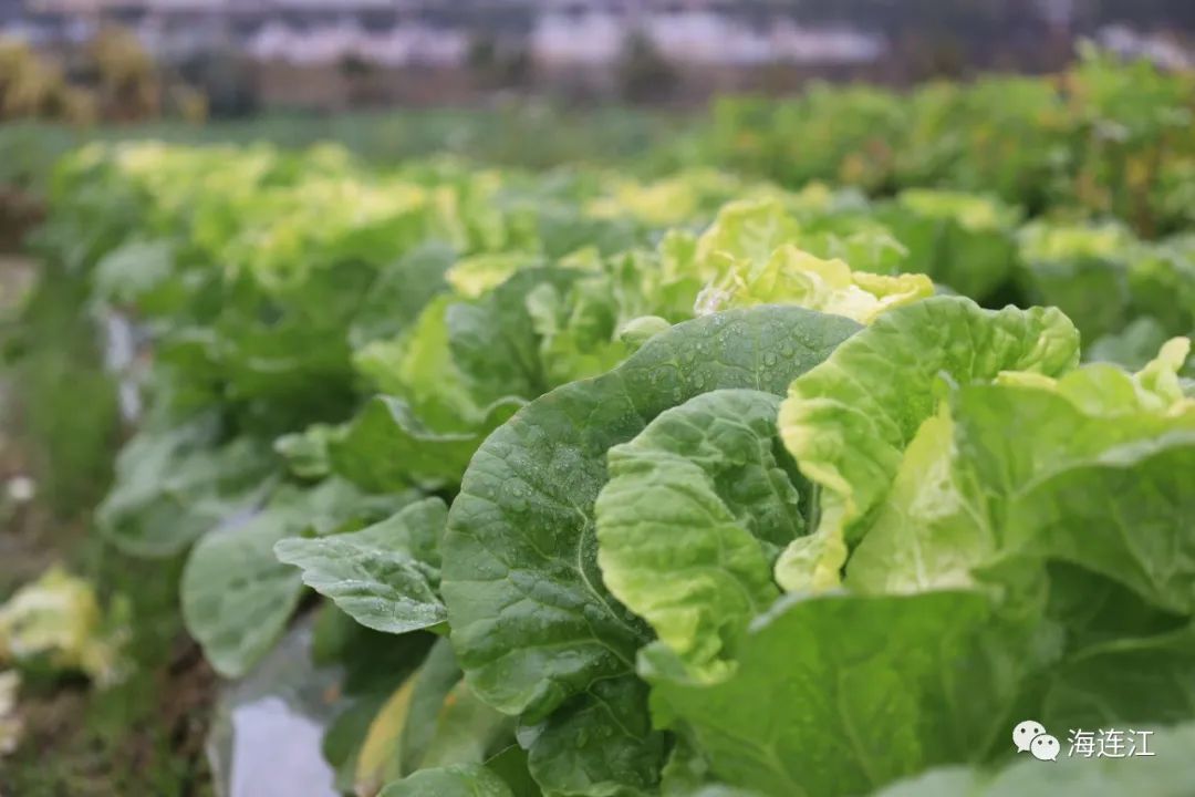 冷！連江霜凍景觀來襲！