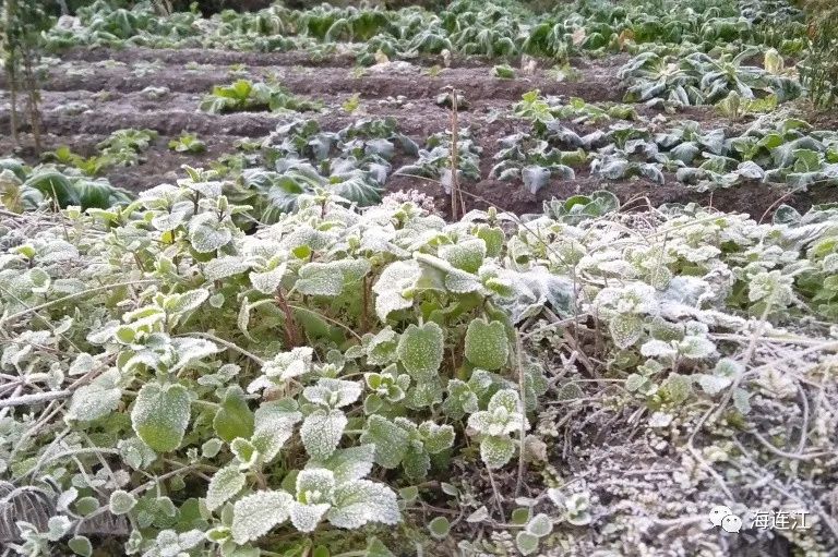 冷！連江霜凍景觀來襲！