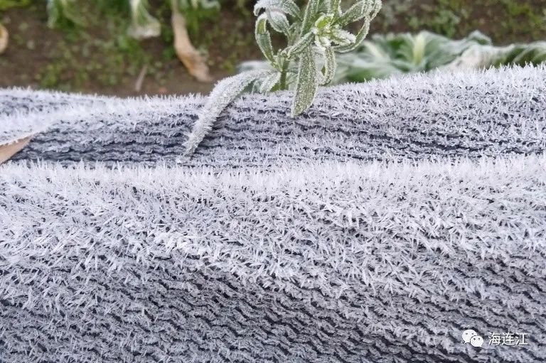 冷！連江霜凍景觀來襲！